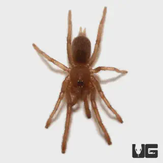 /img/17038-java-earth-tiger-tarantula-lifespan.webp