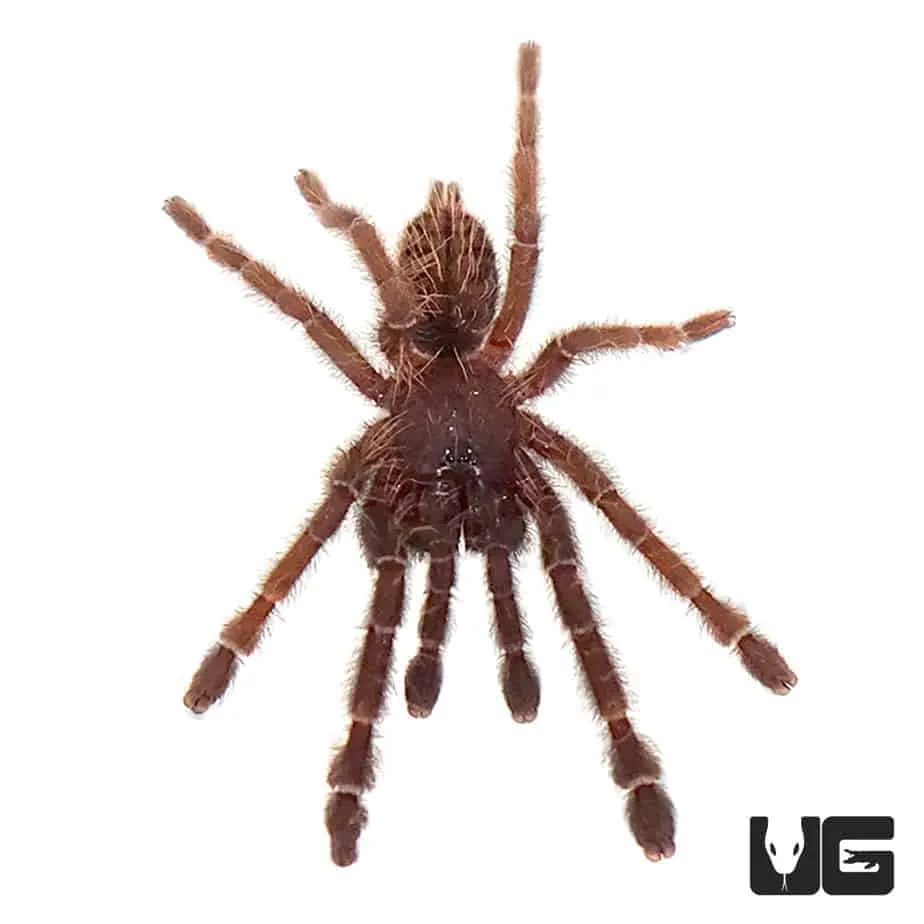 17038 java earth tiger tarantula markings