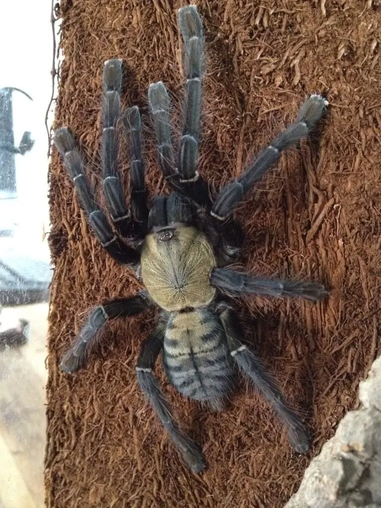 17038 java earth tiger tarantula overview