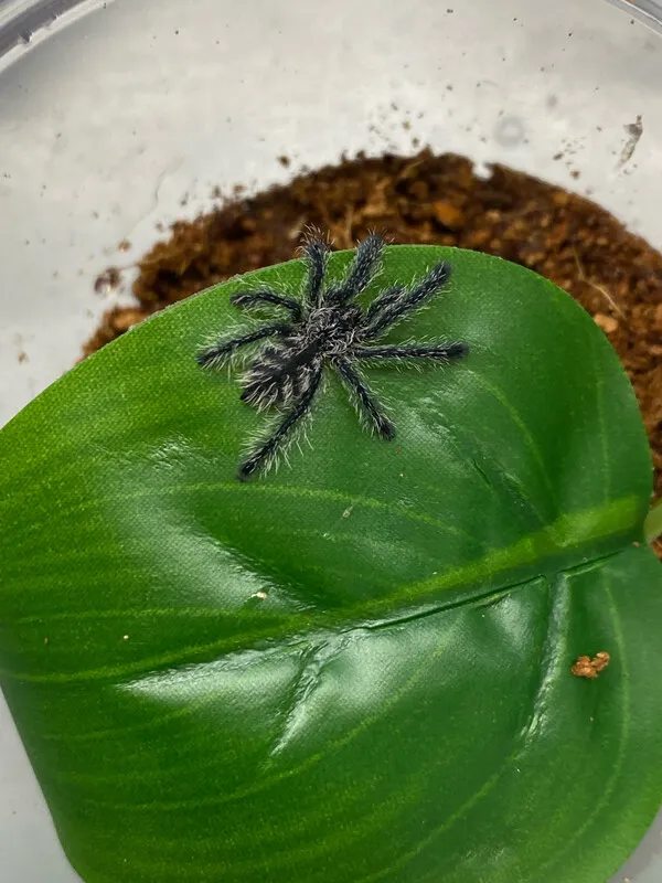 17040 purple pink toe tarantula enclosure