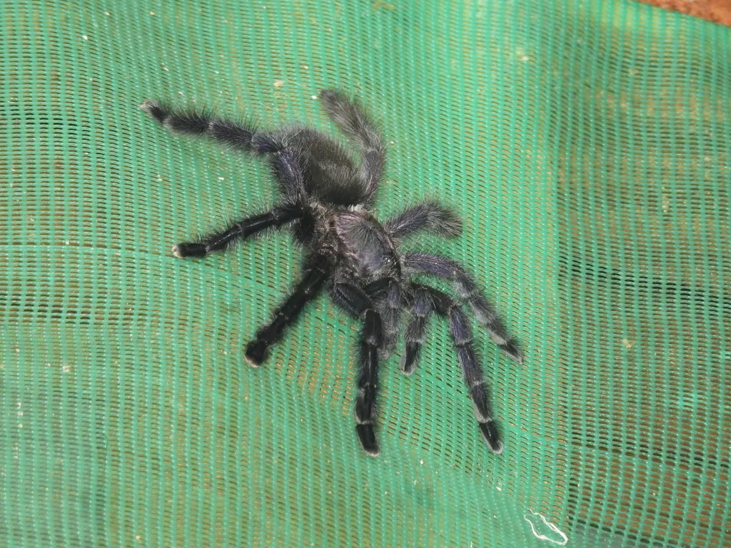 17040 purple pink toe tarantula feeding