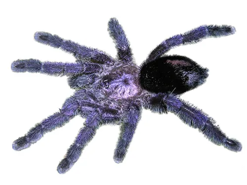 17040 purple pink toe tarantula handling