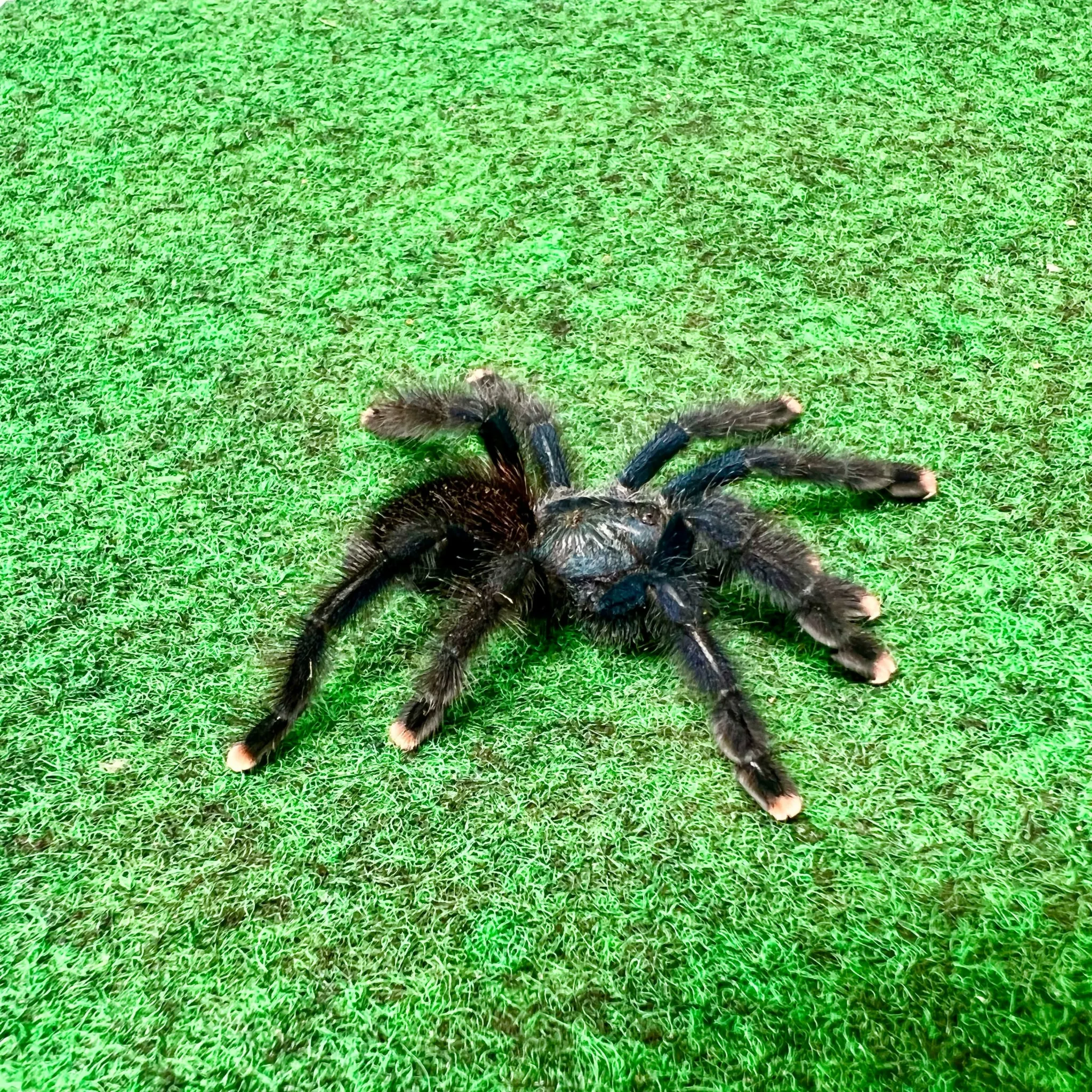 17040 purple pink toe tarantula in habitat