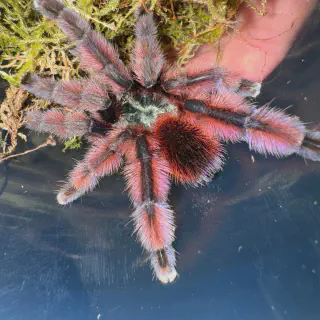 /img/17040-purple-pink-toe-tarantula-molting.webp