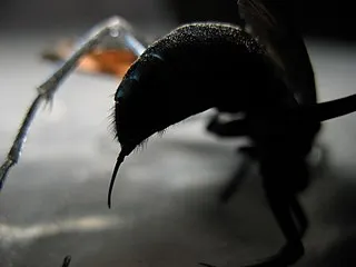 17042 tarantula hawk close up