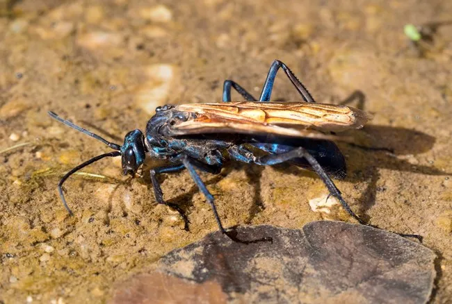 17042 tarantula hawk feeding