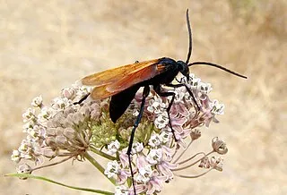17042 tarantula hawk flying