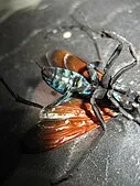 17042 tarantula hawk habitat