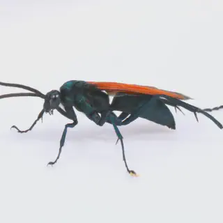 /img/17042-tarantula-hawk-human-interaction.webp