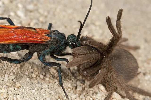 17042 tarantula hawk nest