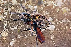 17042 tarantula hawk sting