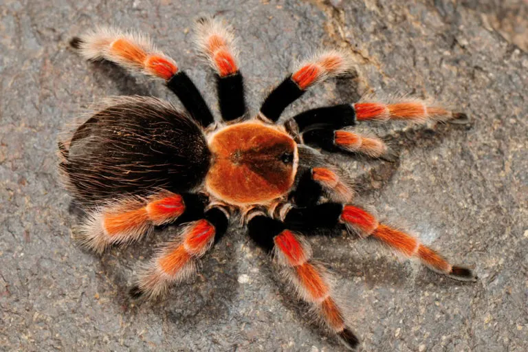 17044 fire leg tarantula enclosure overview
