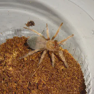 /img/17044-fire-leg-tarantula-feeding.webp