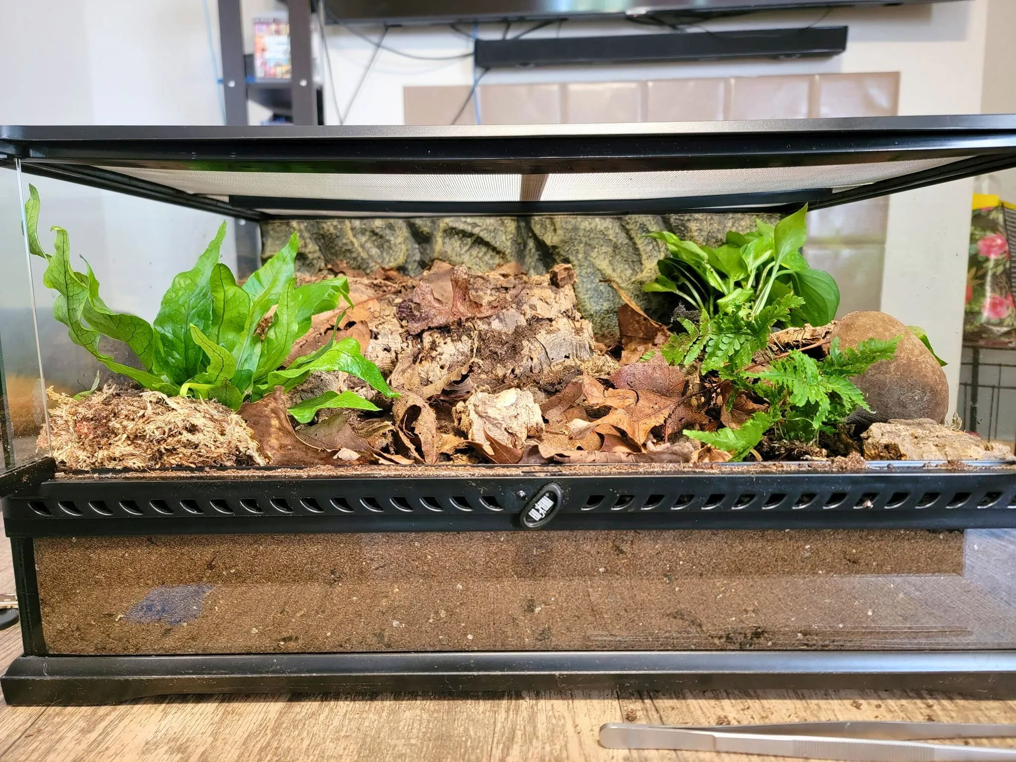 17044 fire leg tarantula substrate