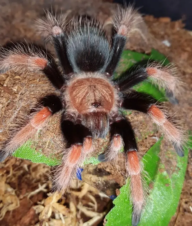 17044 fire leg tarantula watering