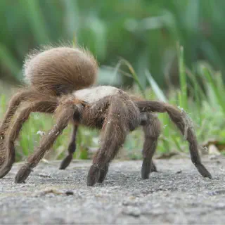 /img/17045-tarantula-scorpion-fight-7.webp