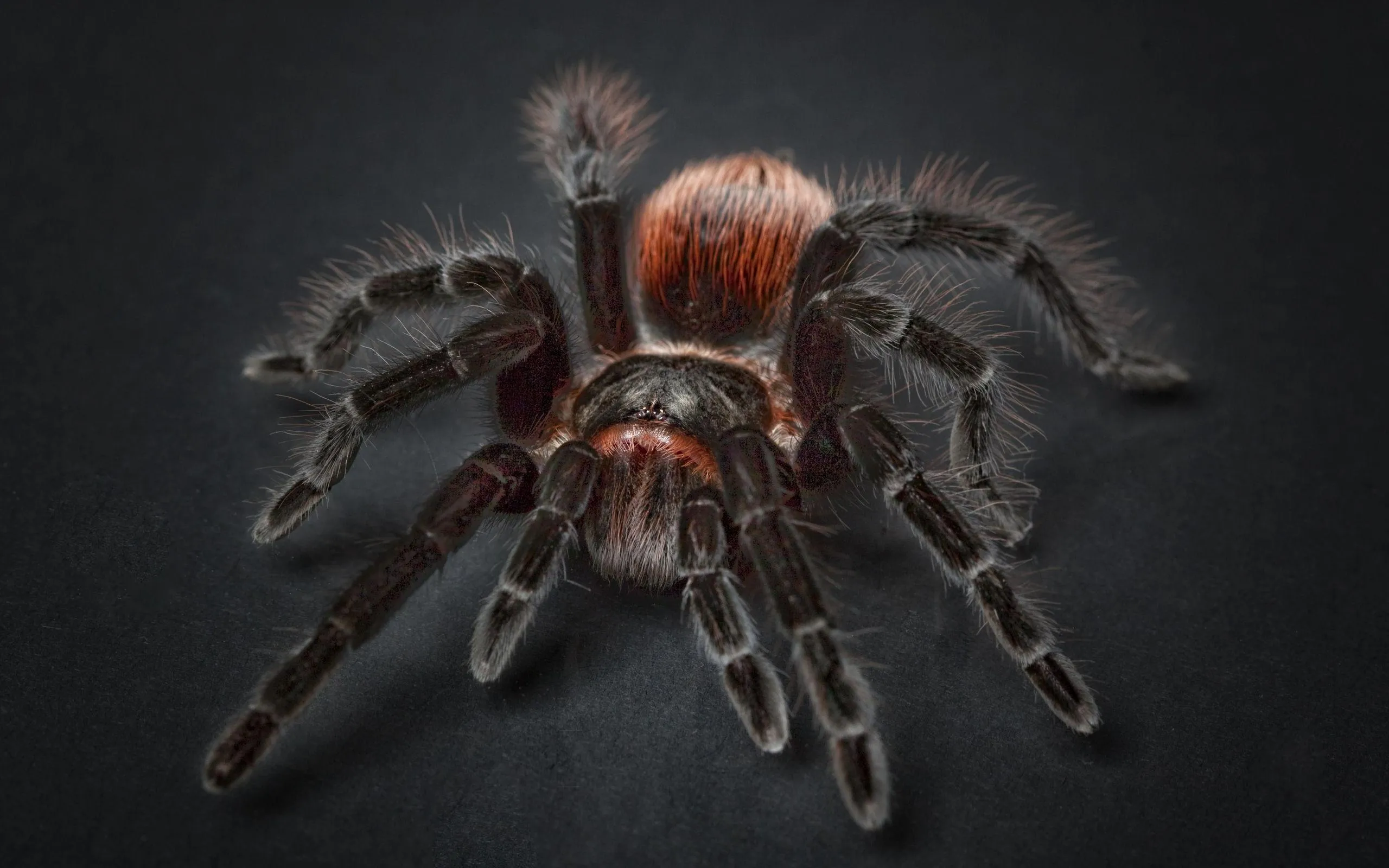 17046 tarantula feeding