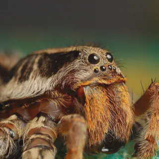/img/17046-tarantula-habitat.webp