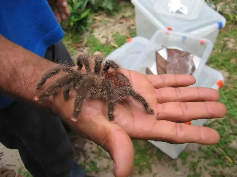 /img/17047-observing-pink-toe-tarantula.webp