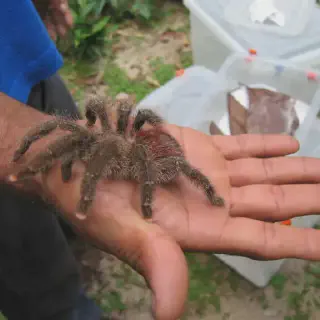 /img/17047-observing-pink-toe-tarantula.webp