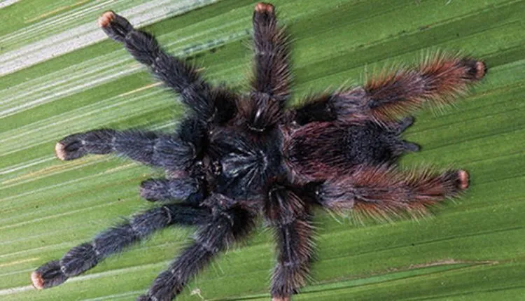 17047 pink toe tarantula feeding