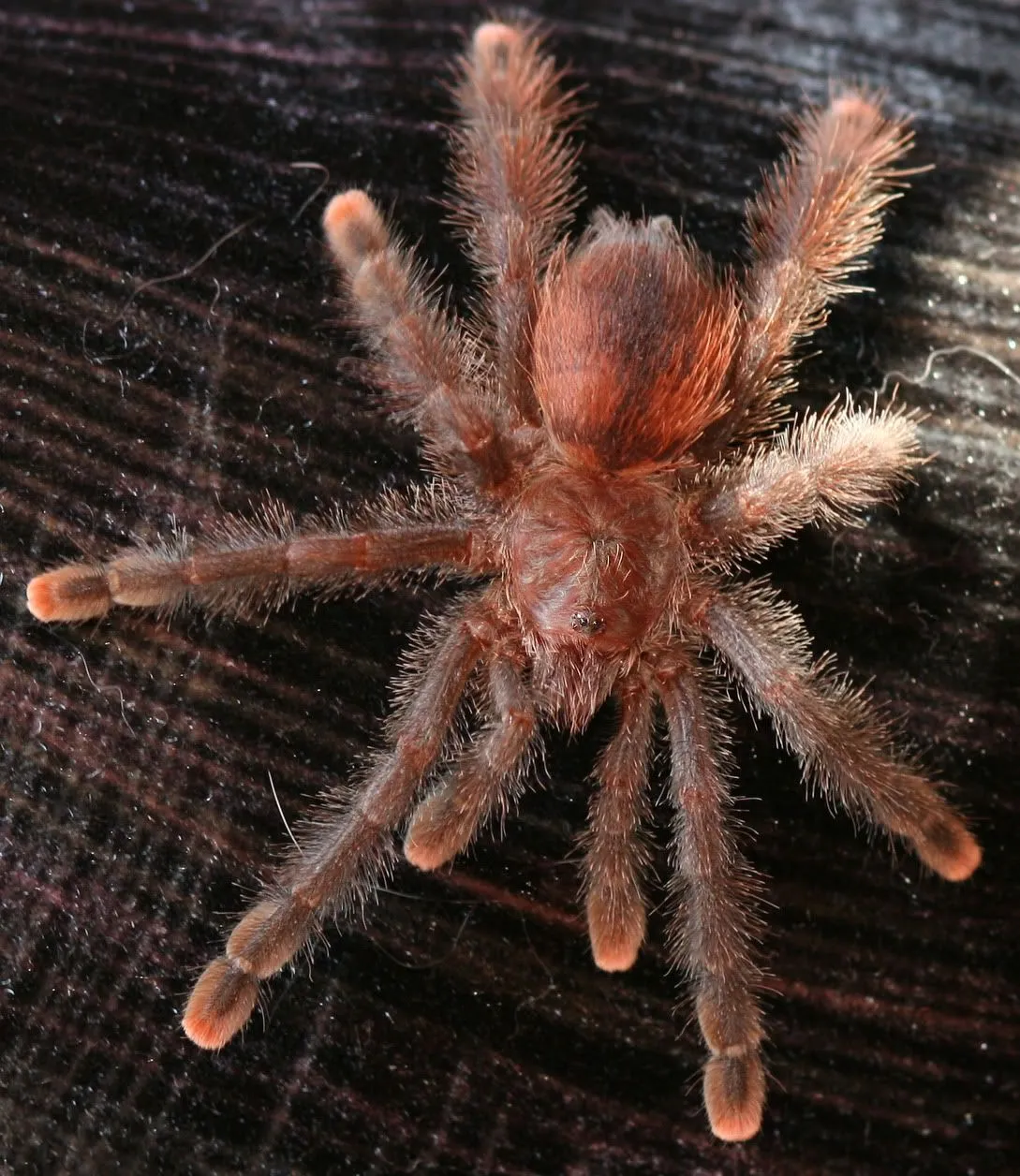 17047 pink toe tarantula substrate