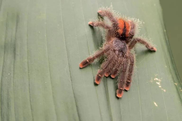17047 pink toe tarantula vs other tarantulas