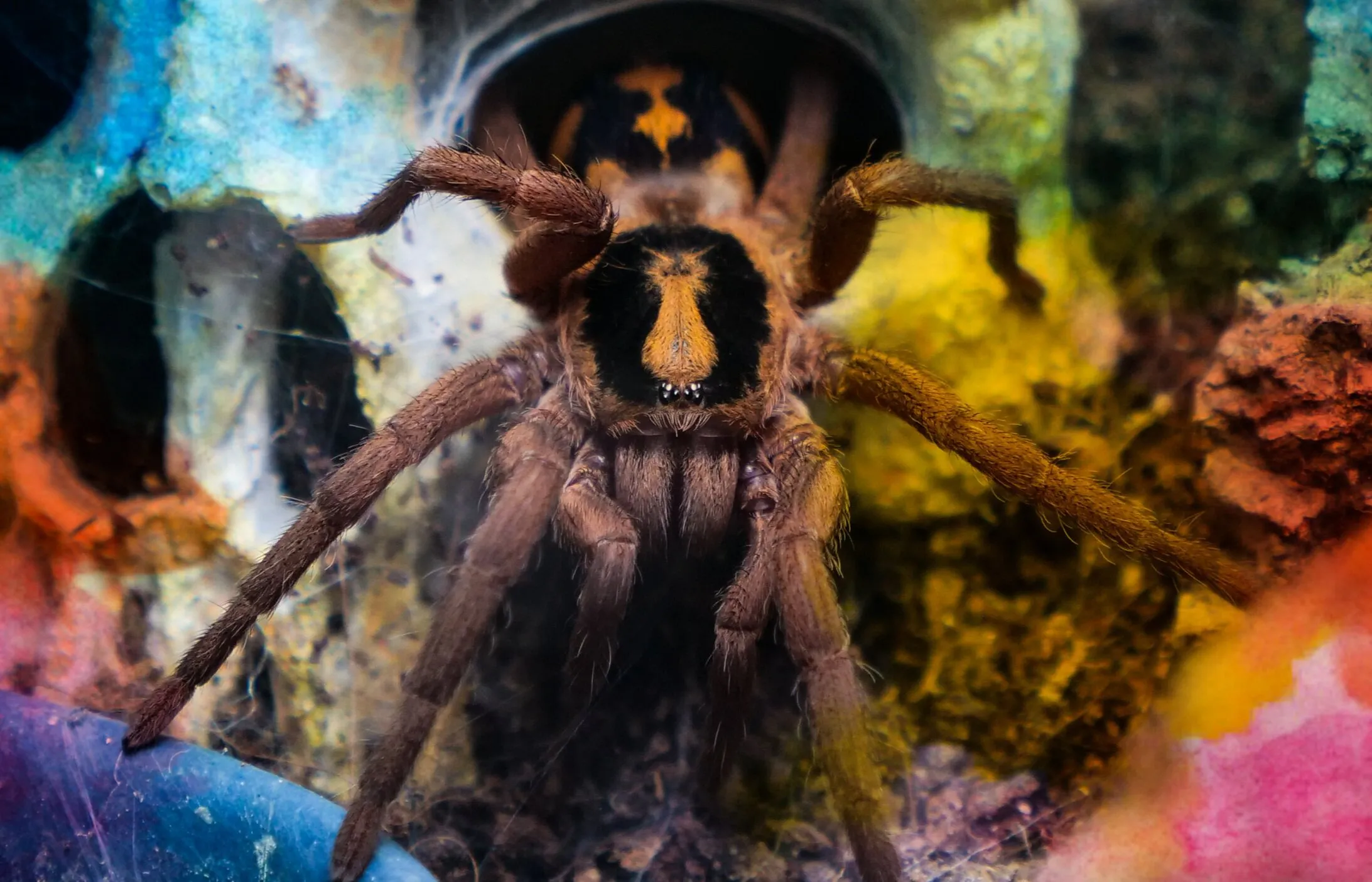 17048 tarantula enclosure