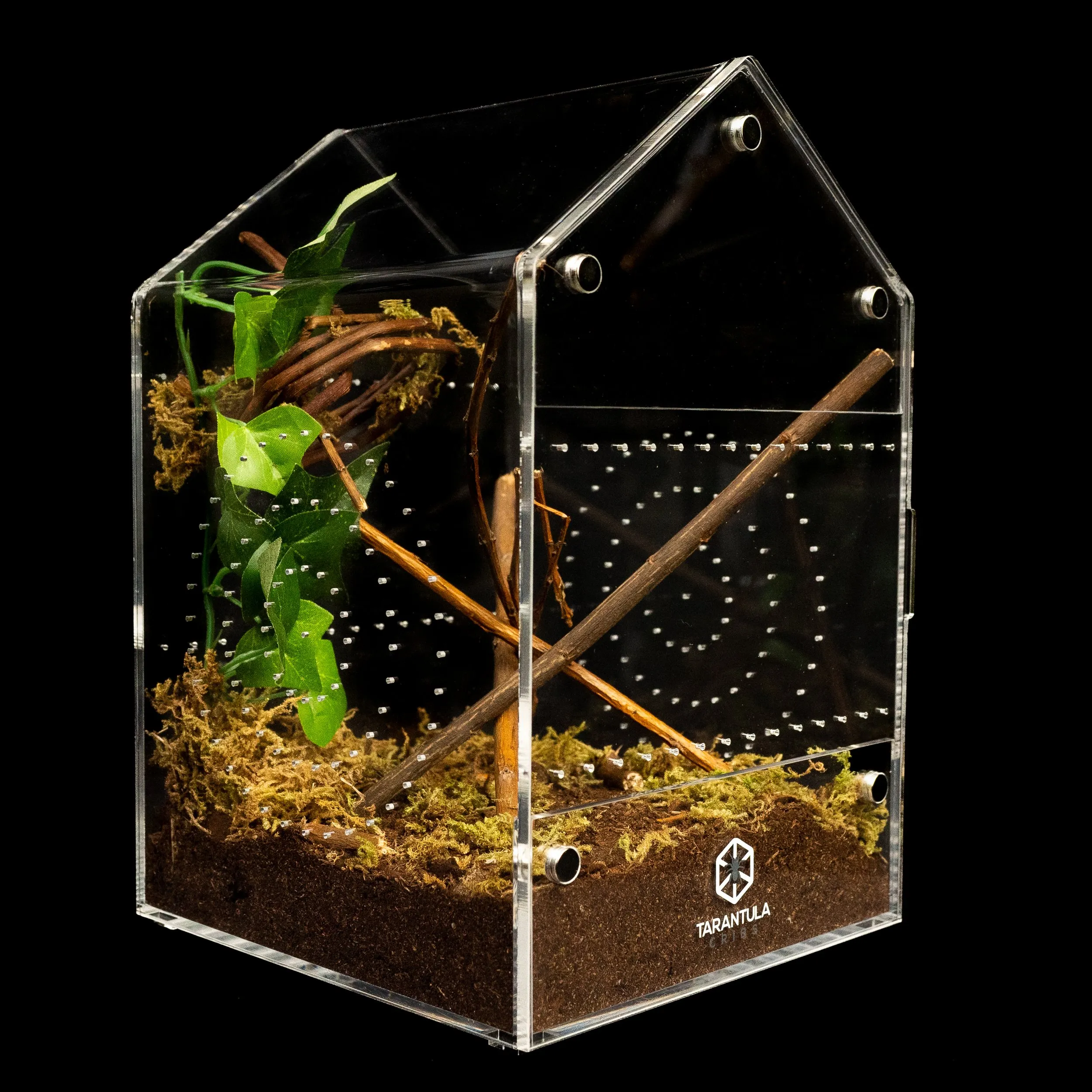 17048 tarantula habitat