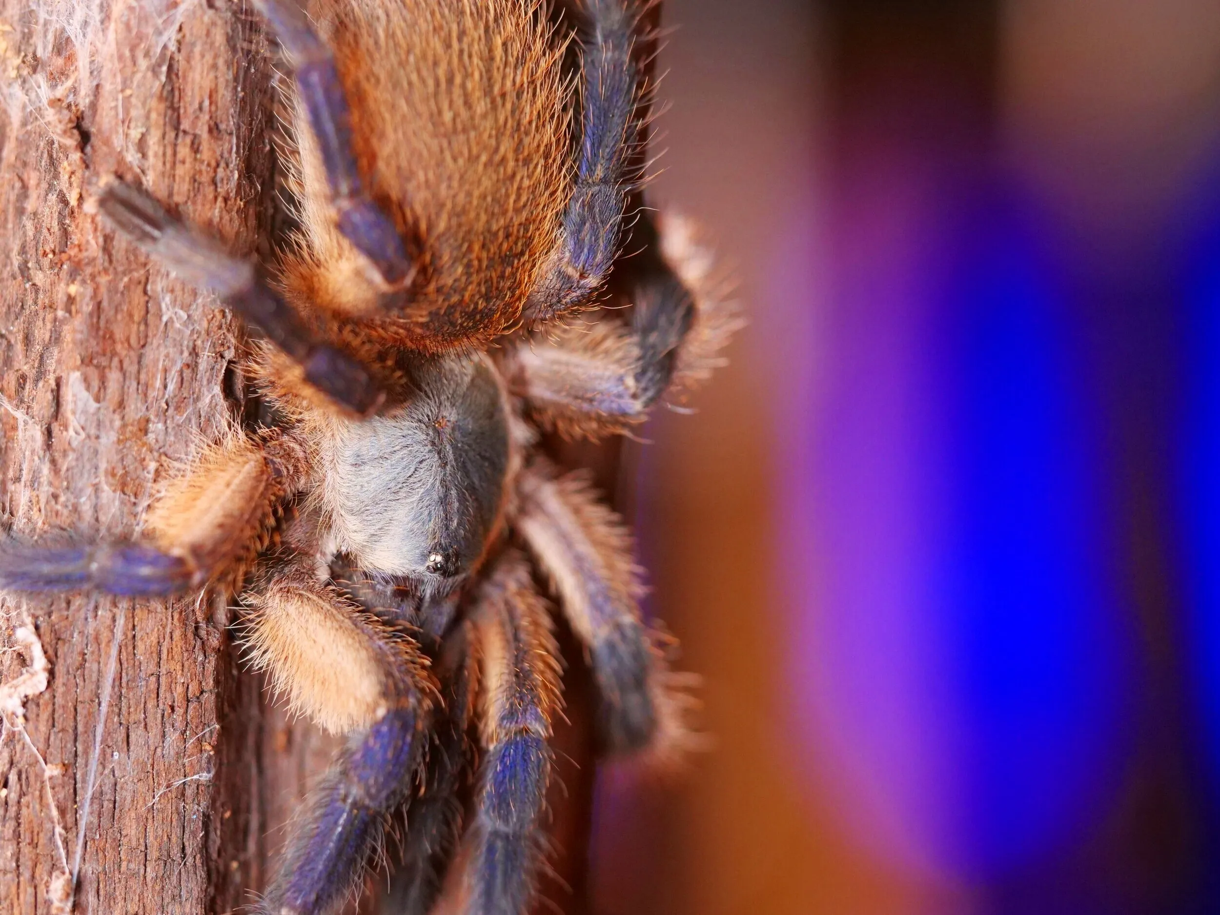 17048 tarantula in hand
