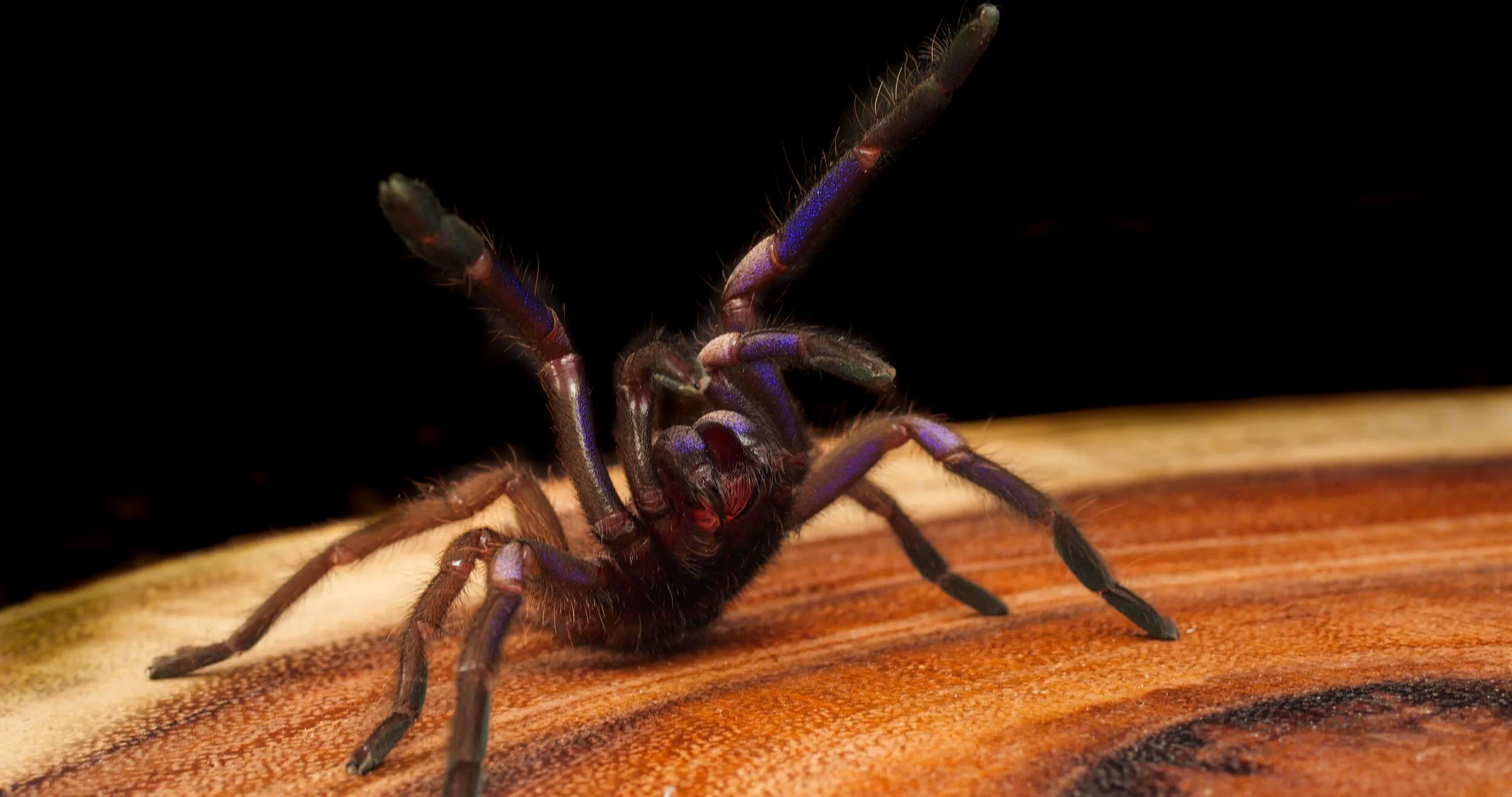 17048 tarantula species