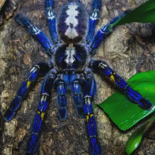 /img/17048-tarantula-water-dish.webp