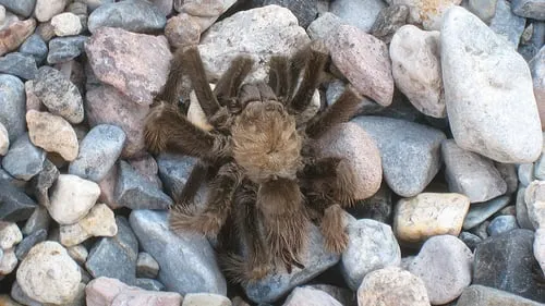 17049 tarantula enclosure