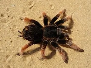 17049 tarantula handling
