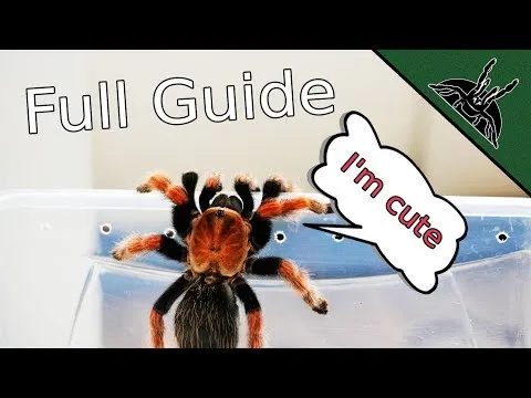 /img/17049-tarantula-vet.webp