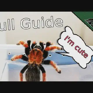 /img/17049-tarantula-vet.webp