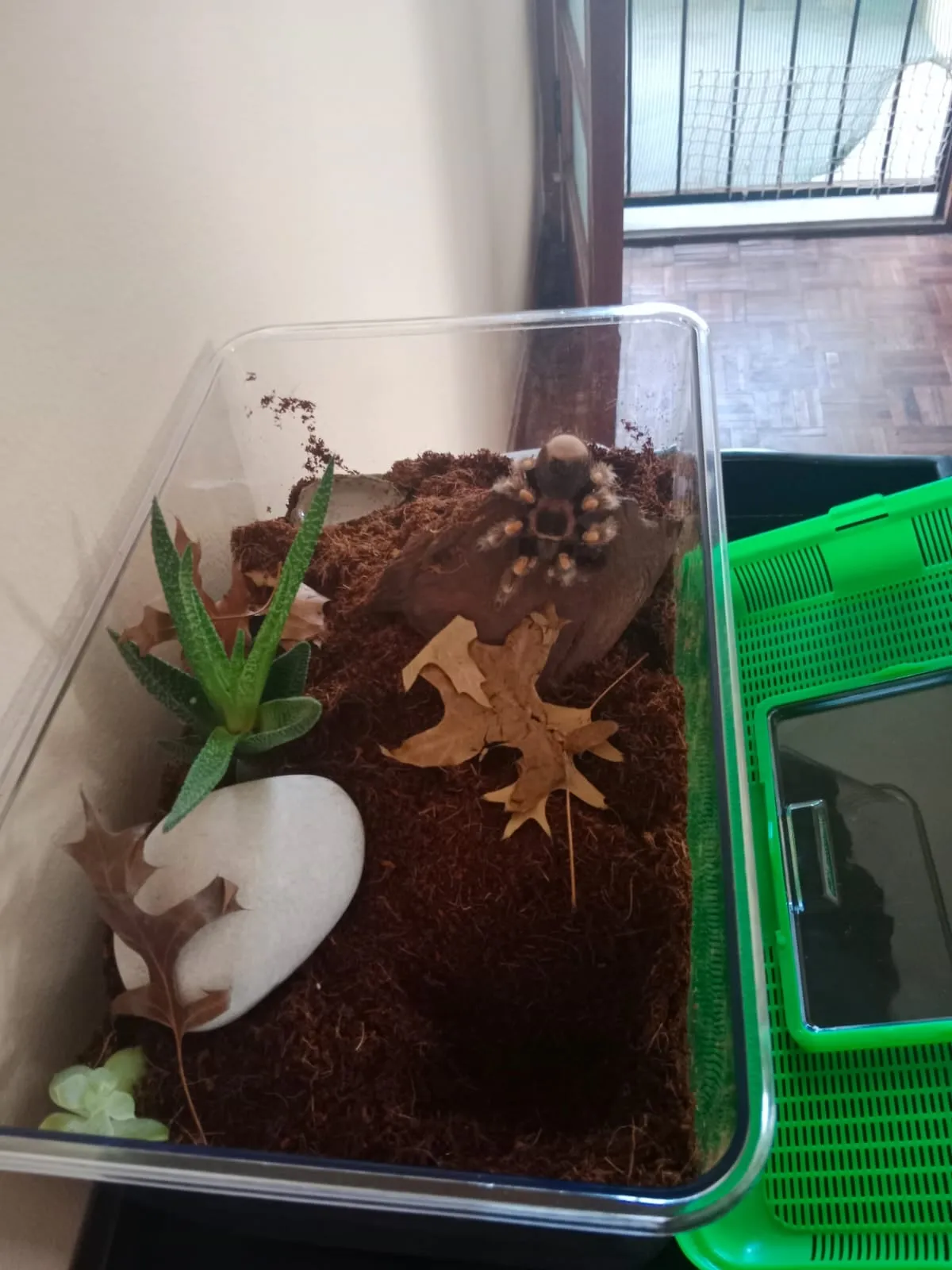 17050 arboreal tarantula enclosure
