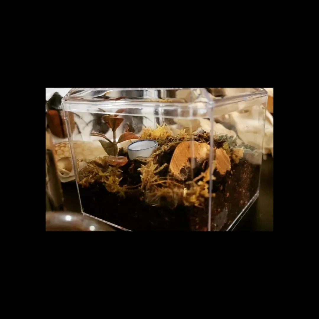 /img/17050-cleaning-tarantula-enclosure.webp