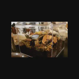 /img/17050-cleaning-tarantula-enclosure.webp
