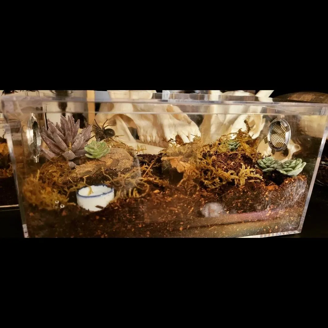 17050 tarantula enclosure decor