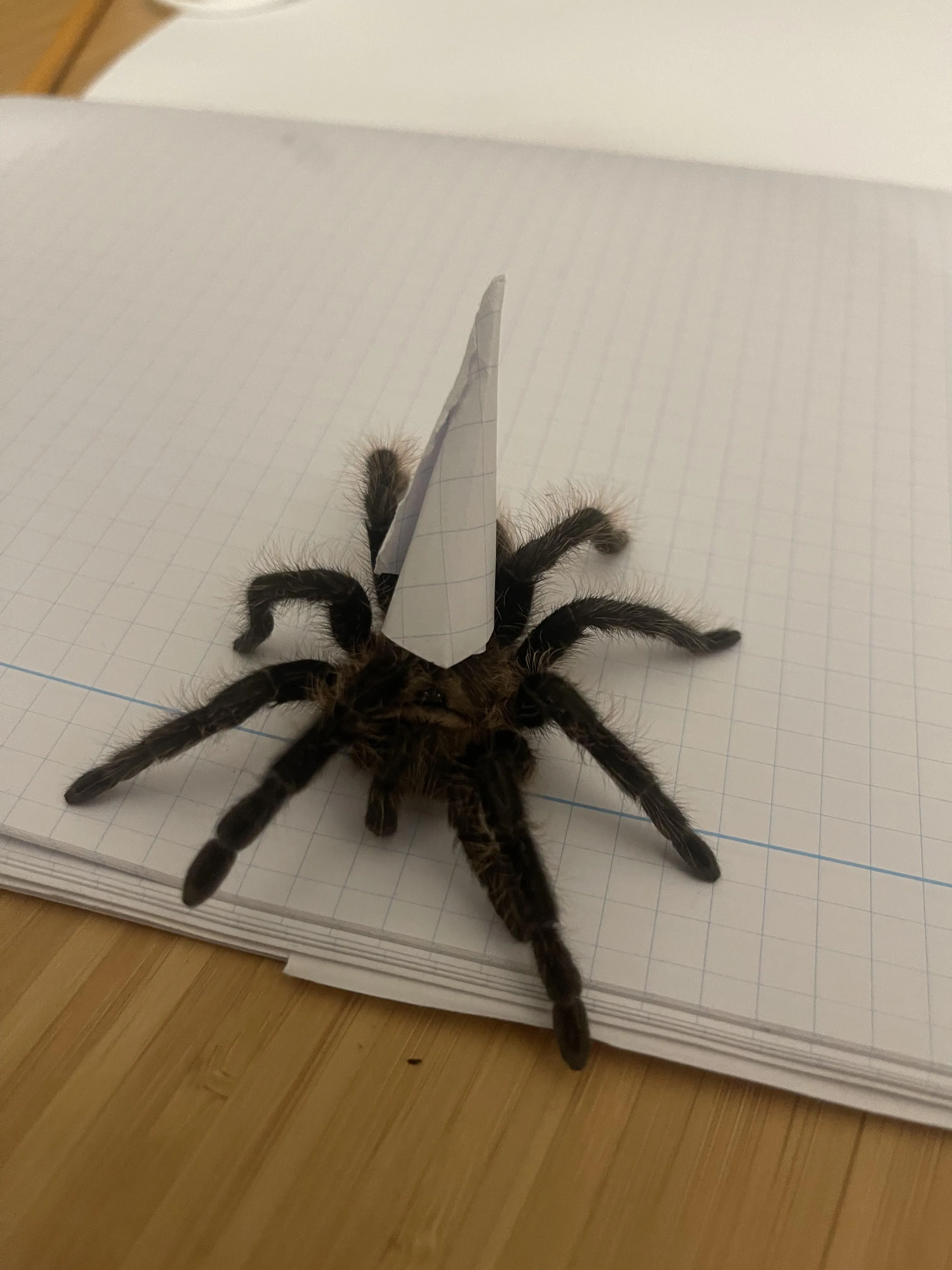 17050 tarantula enclosure overview