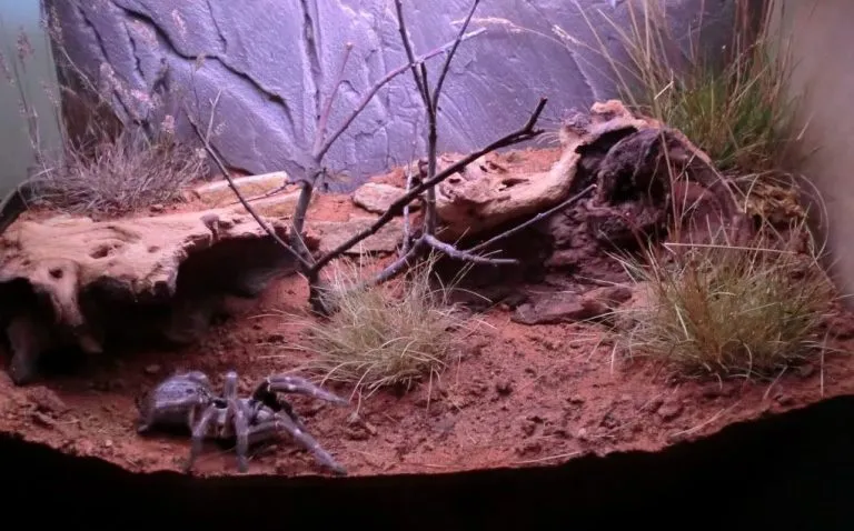 17050 terrestrial tarantula enclosure