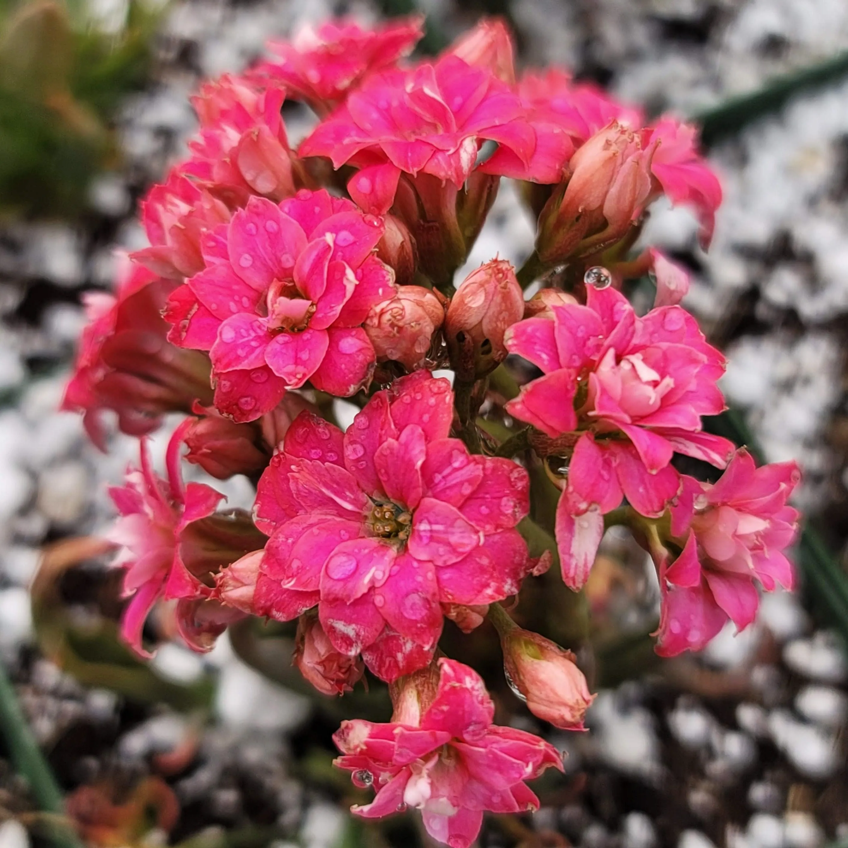 /img/17051-kalanchoe-katapifa-tarantula-healthy.webp
