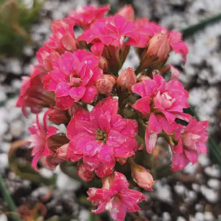 /img/17051-kalanchoe-katapifa-tarantula-healthy.webp