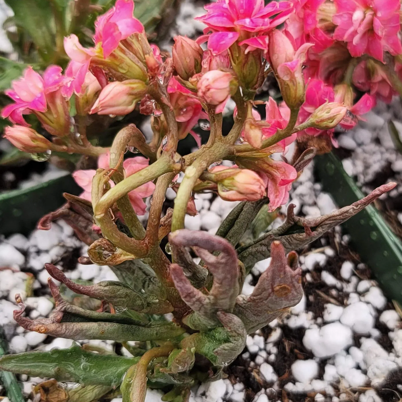 17051 kalanchoe katapifa tarantula pests