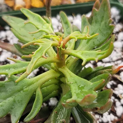 17051 kalanchoe katapifa tarantula soil