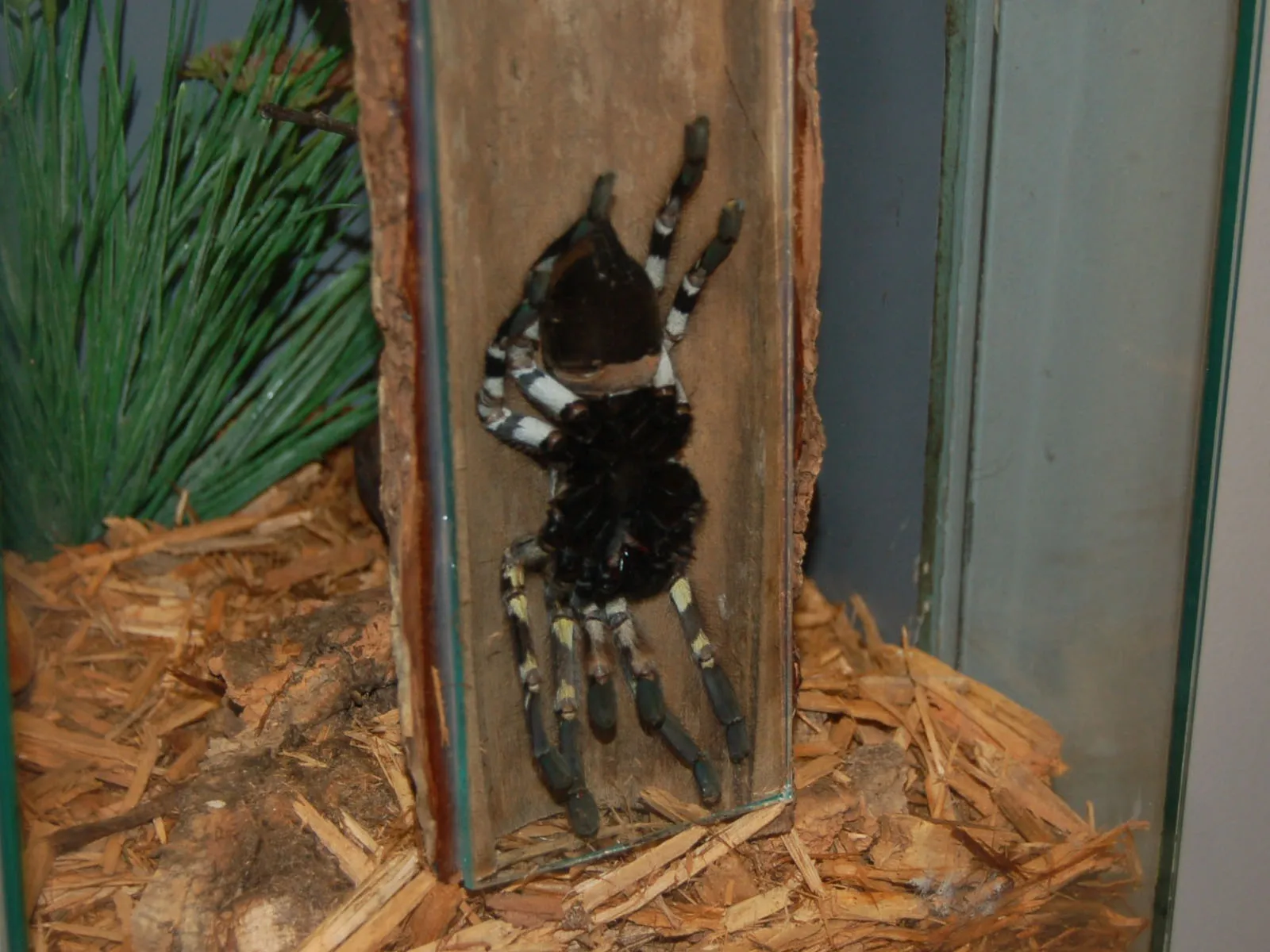 17052 indian tarantula close up
