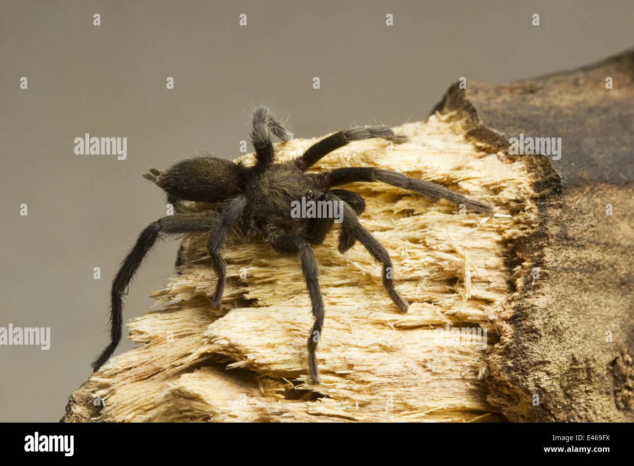 /img/17052-tarantula-diet.webp