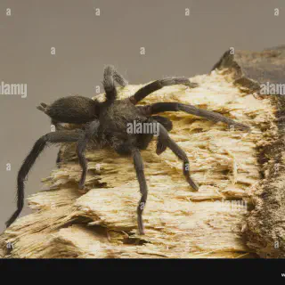 /img/17052-tarantula-diet.webp