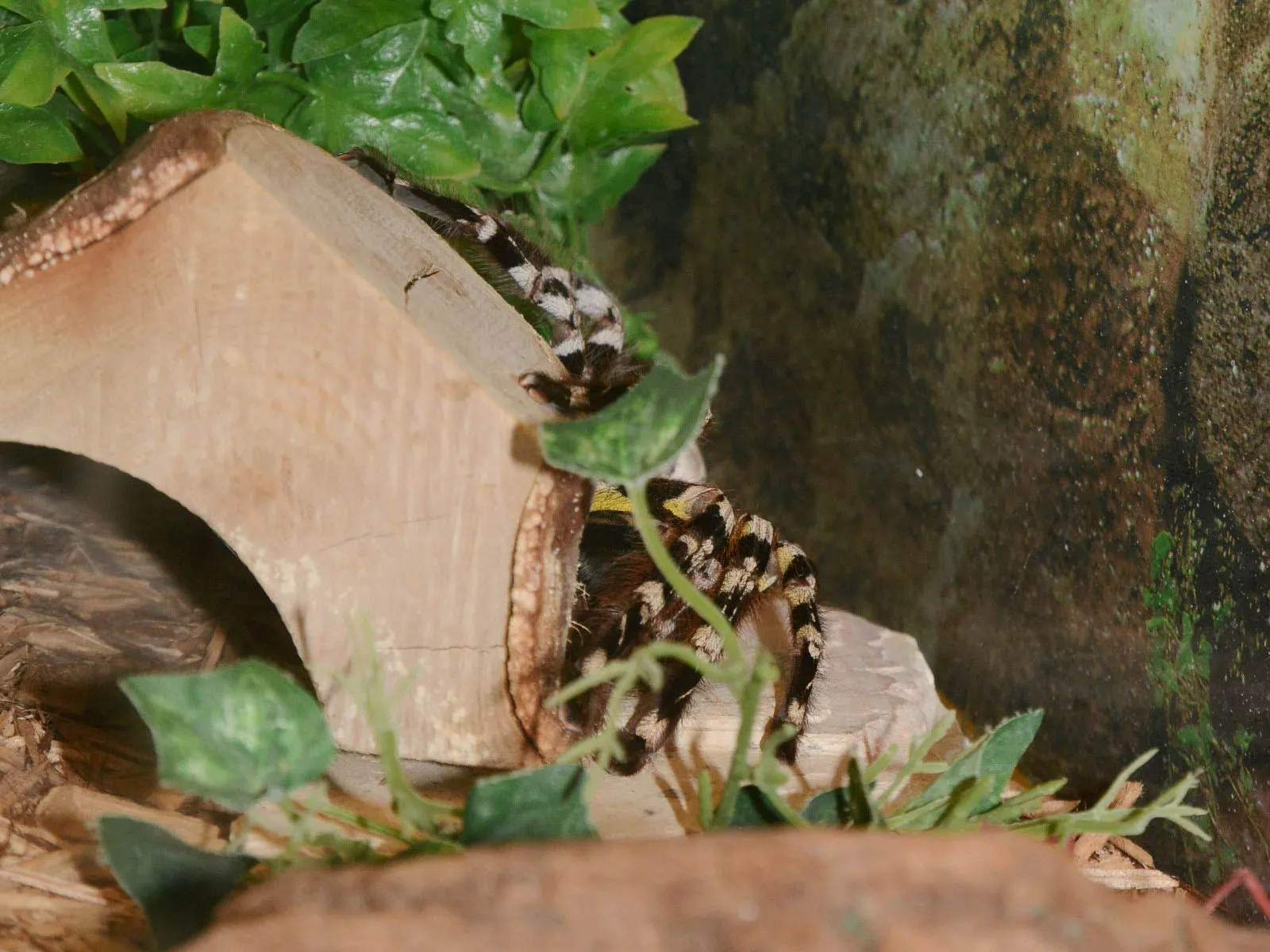 17052 tarantula identifying features